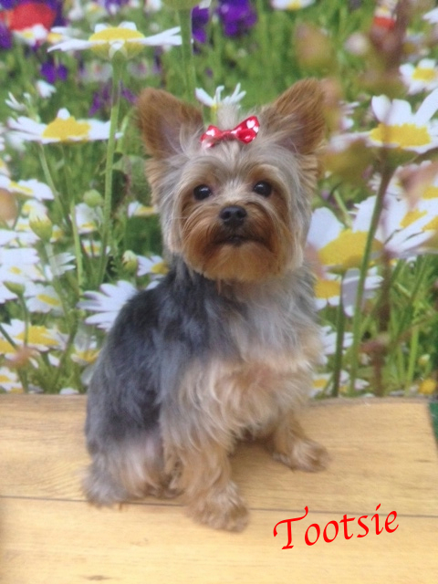 Dog Grooming Victoria Point Dog Grooming Victoria Point