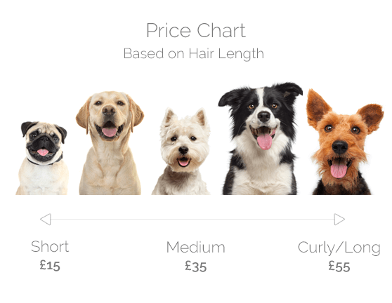 Dog Grooming Price Range
